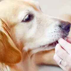 Złoty retriever dostaje smakołyk. Czy pies może pić herbatę? Nie, ale ten piesek chętnie zje coś pysznego.