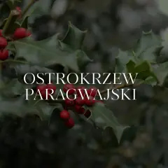 Ostrokrzew paragwajski w Polsce, z jego ciemnozielonymi, kolczastymi liśćmi i jaskrawoczerwonymi owocami, stanowi piękny zimowy akcent.