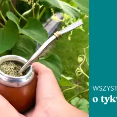 Dłonie trzymają tykwę z yerba mate, gotową do picia. Dowiedz się, jak smakuje tykwa i jej zawartość.