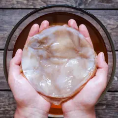 Dłonie trzymające gotowy do fermentacji grzyb kombucha, kluczowy element w procesie jak wyhodować grzyb kombucha.