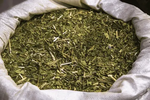 Wsypana do worka yerba mate suszona powietrzem, gotowa do zaparzenia.