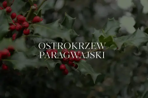 Ostrokrzew paragwajski w Polsce, z jego ciemnozielonymi, kolczastymi liśćmi i jaskrawoczerwonymi owocami, stanowi piękny zimowy akcent.