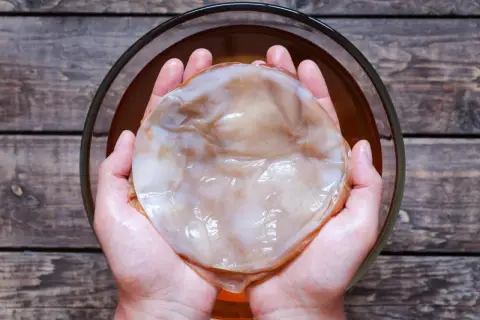 Dłonie trzymające gotowy do fermentacji grzyb kombucha, kluczowy element w procesie jak wyhodować grzyb kombucha.