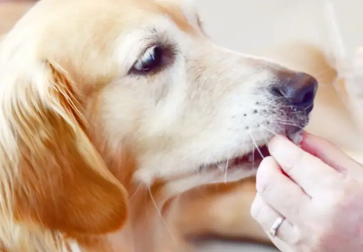 Złoty retriever dostaje smakołyk. Czy pies może pić herbatę? Nie, ale ten piesek chętnie zje coś pysznego.