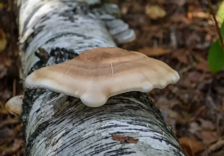 Huba brzozowa jak przygotować? Ten okaz rośnie na pniu brzozy, idealny do zbioru.