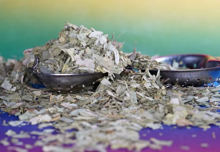 Suszone liście yerba mate, znane jako monte verde, w metalowych zaparzaczach na kolorowym tle.