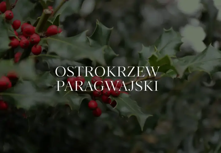 Ostrokrzew paragwajski w Polsce, z jego ciemnozielonymi, kolczastymi liśćmi i jaskrawoczerwonymi owocami, stanowi piękny zimowy akcent.
