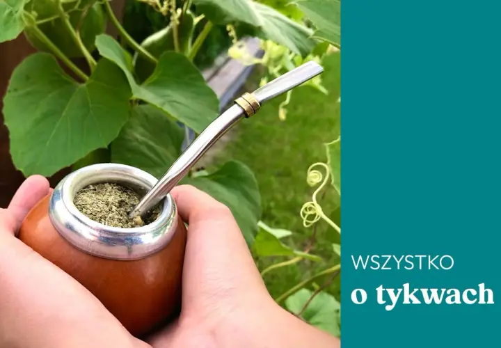 Dłonie trzymają tykwę z yerba mate, gotową do picia. Dowiedz się, jak smakuje tykwa i jej zawartość.