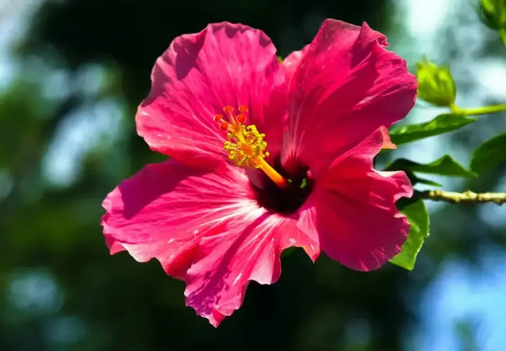 Intensywnie różowy hibiskus ogrodowy, z żółtym środkiem. Czy nadaje się na herbatę? Tak, jego kwiaty są jadalne i często używane do naparów.