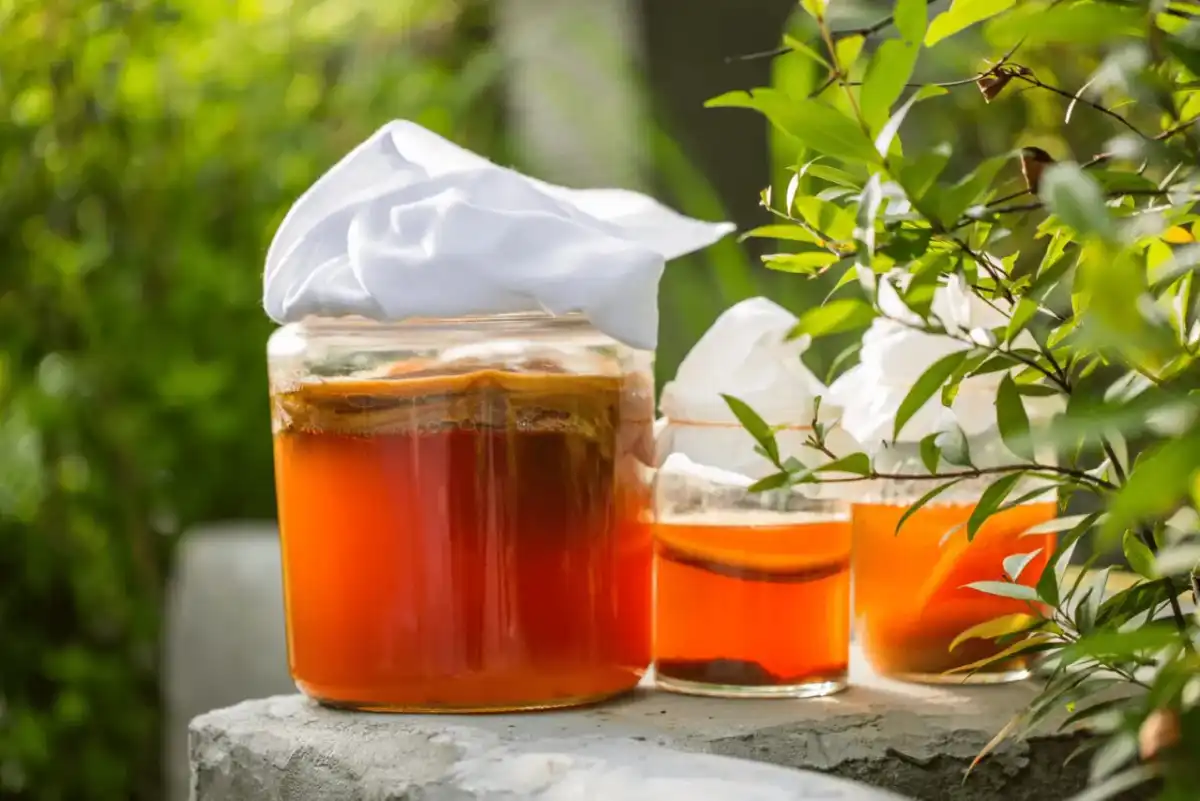 Grzybek herbaciany SCOBY - jak zrobić bezpieczną kombuchę?