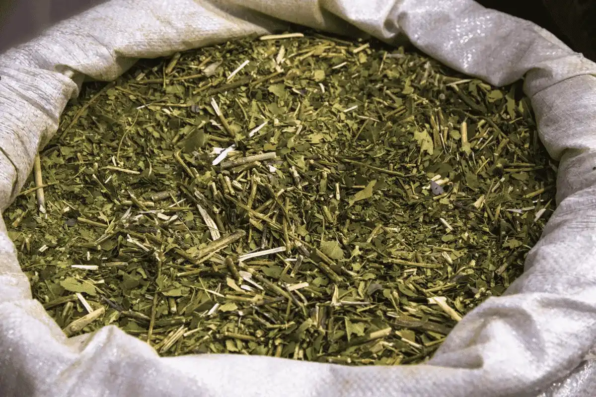 Yerba mate suszona powietrzem - smak, wybór i parzenie