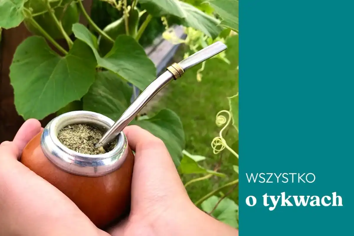Jak smakuje yerba mate z tykwy i jak ją przygotować?