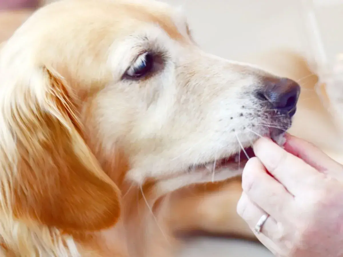 Złoty retriever dostaje smakołyk. Czy pies może pić herbatę? Nie, ale ten piesek chętnie zje coś pysznego.