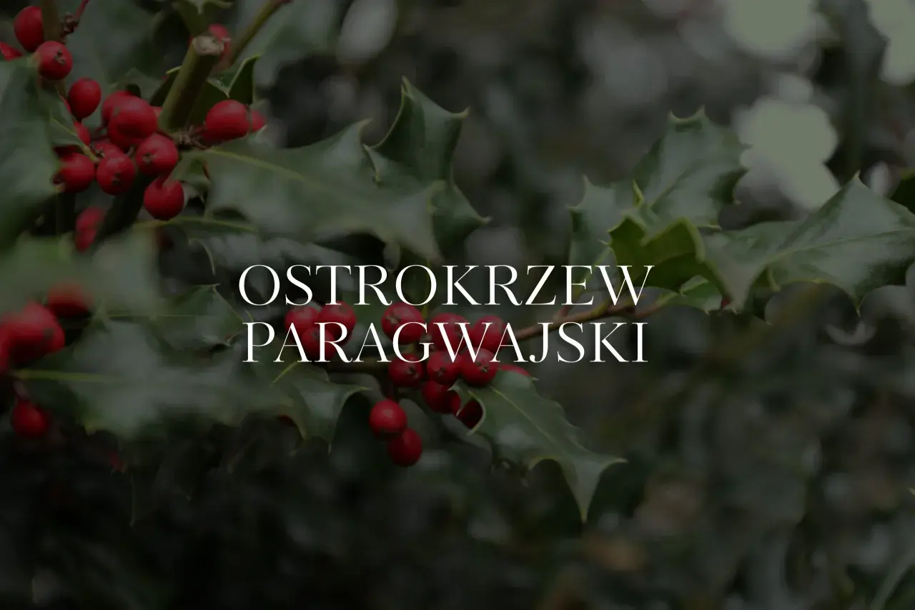 Ostrokrzew paragwajski w Polsce, z jego ciemnozielonymi, kolczastymi liśćmi i jaskrawoczerwonymi owocami, stanowi piękny zimowy akcent.