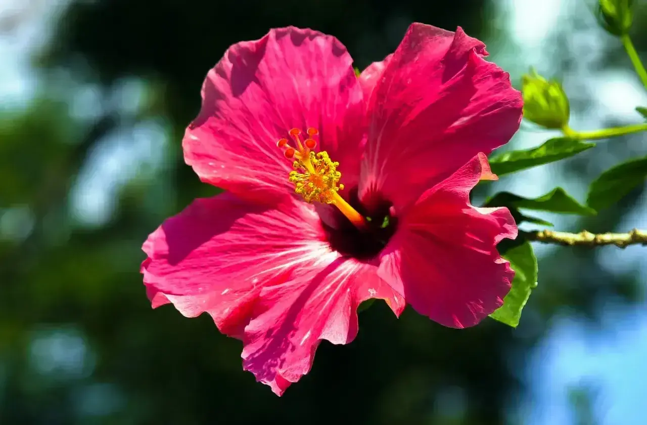 Intensywnie różowy hibiskus ogrodowy, z żółtym środkiem. Czy nadaje się na herbatę? Tak, jego kwiaty są jadalne i często używane do naparów.