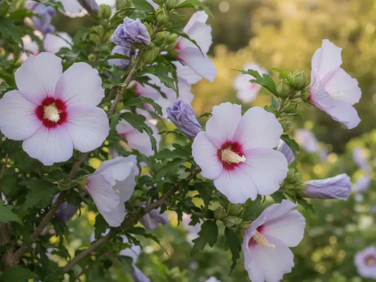Jasnor&oacute;żowe kwiaty hibiskusa ogrodowego z purpurowym środkiem. Czy hibiskus ogrodowy nadaje się na herbatę?