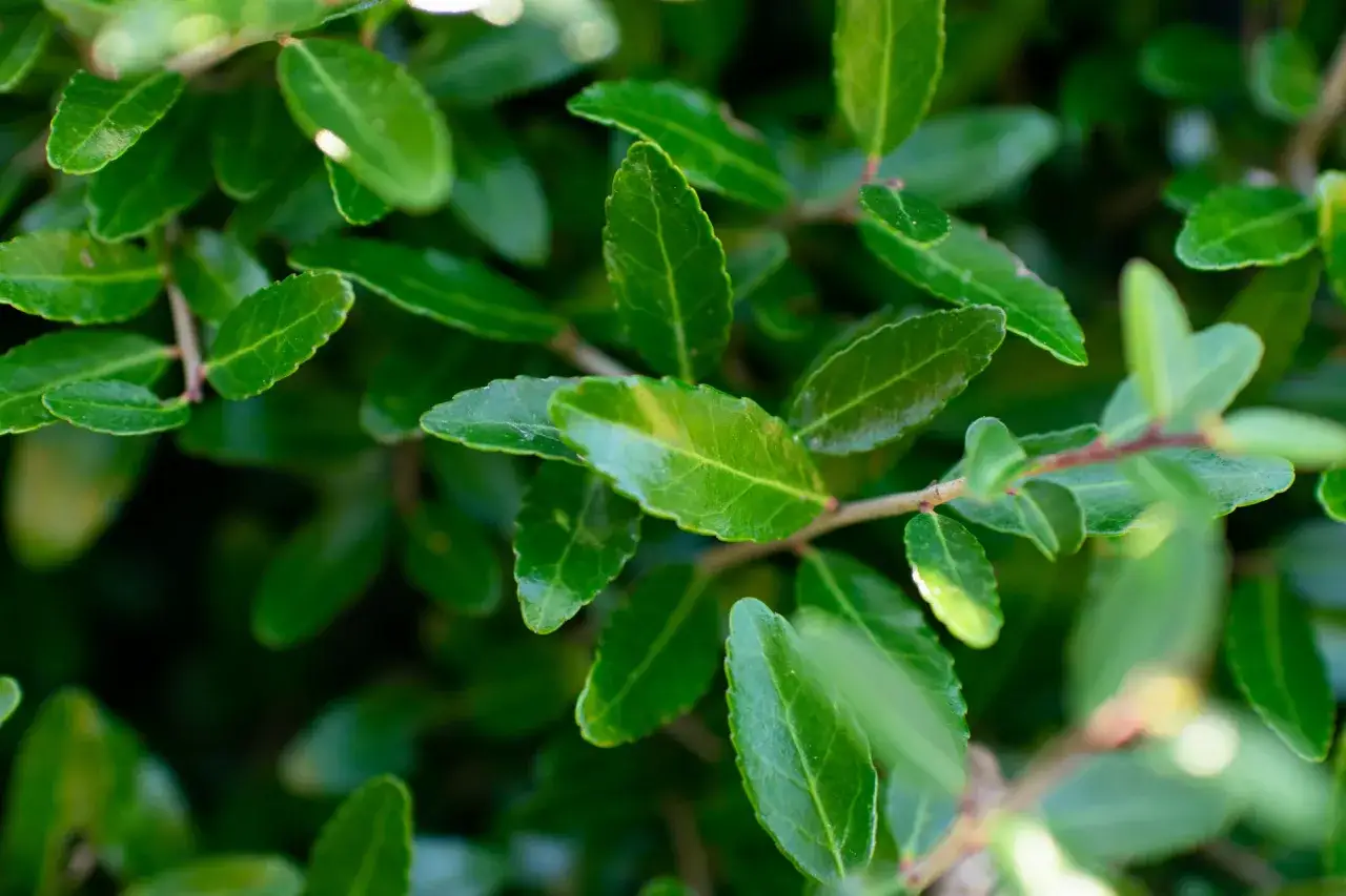 Gęste, zielone liście Ilex vomitoria tworzą bujny dywan.