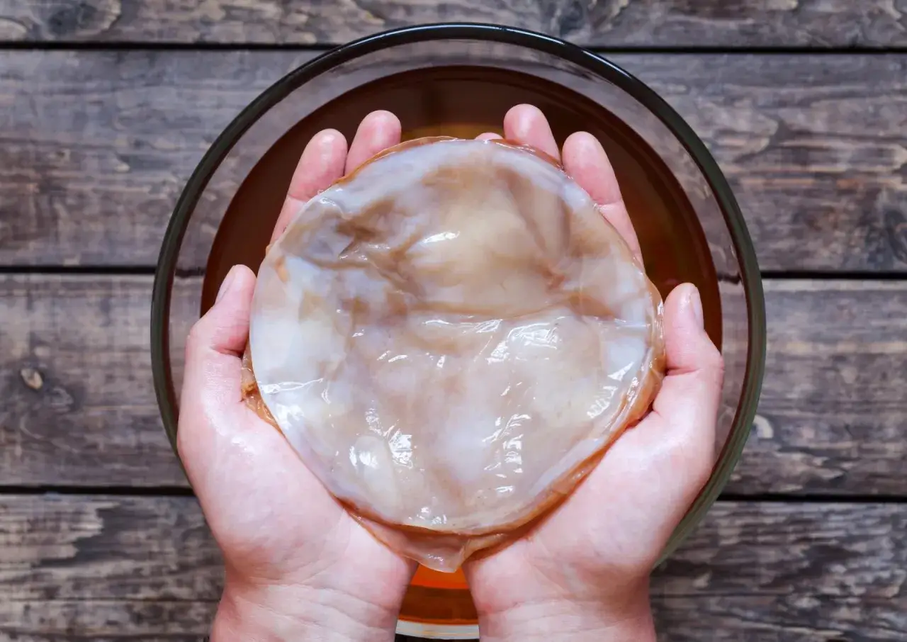 Dłonie trzymające gotowy do fermentacji grzyb kombucha, kluczowy element w procesie jak wyhodować grzyb kombucha.
