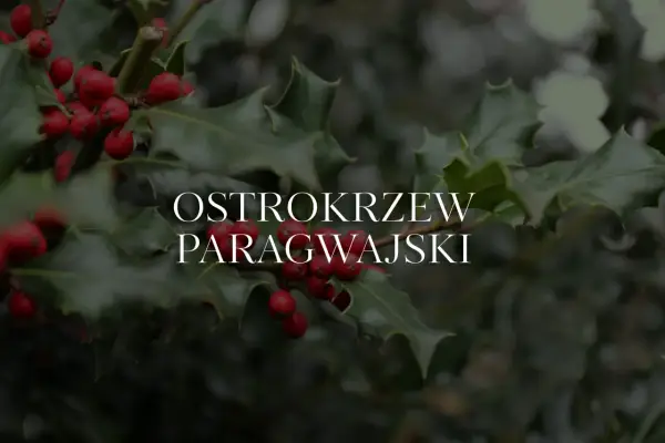 Ostrokrzew paragwajski w Polsce, z jego ciemnozielonymi, kolczastymi liśćmi i jaskrawoczerwonymi owocami, stanowi piękny zimowy akcent.